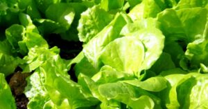 Avatar1769769840829 17697698413482023499007