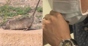 Avatar1769853365335 17698533659072031005124