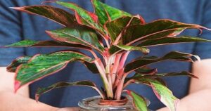 Avatar1769860531030 17698605325041092530852