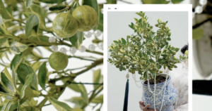 Avatar1770023138062 17700231393321294482965