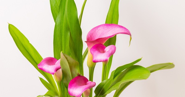 Avatar1770277350443 1770277350800821754503