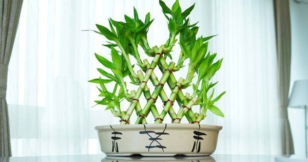 Avatar1770364044664 1770364045194723870717