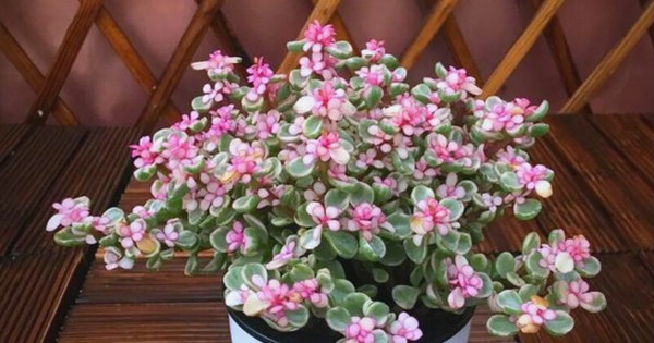 Avatar1770364936635 17703649372811748987617 0 0 314 600 Crop 17703649773132003331482