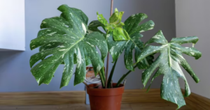 Avatar1770472743231 1770472743541755511189