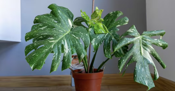 Avatar1770472743231 1770472743541755511189