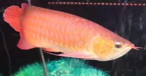 avatar1771640880951 17716408814041947631113.webp