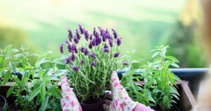 avatar1772093529569 17720935302021876875653