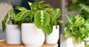 avatar1772178712091 17721787123521788194311 0 0 314 600 crop 17721787662211021099843