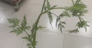 avatar1772453587230 1772453587690609110956