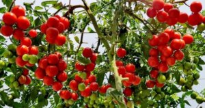 avatar1772501169347 17725011701681085972323