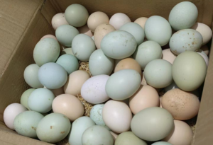 Avatar1773300131011 177330013255654691526