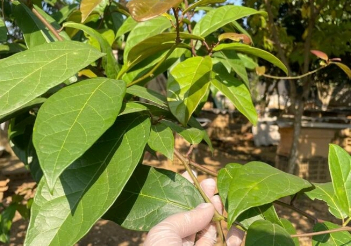 avatar1773576940490 17735769412271855986684