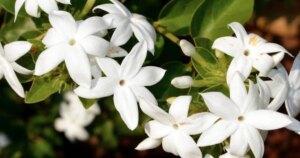 avatar1773729966452 17737299667831004367609