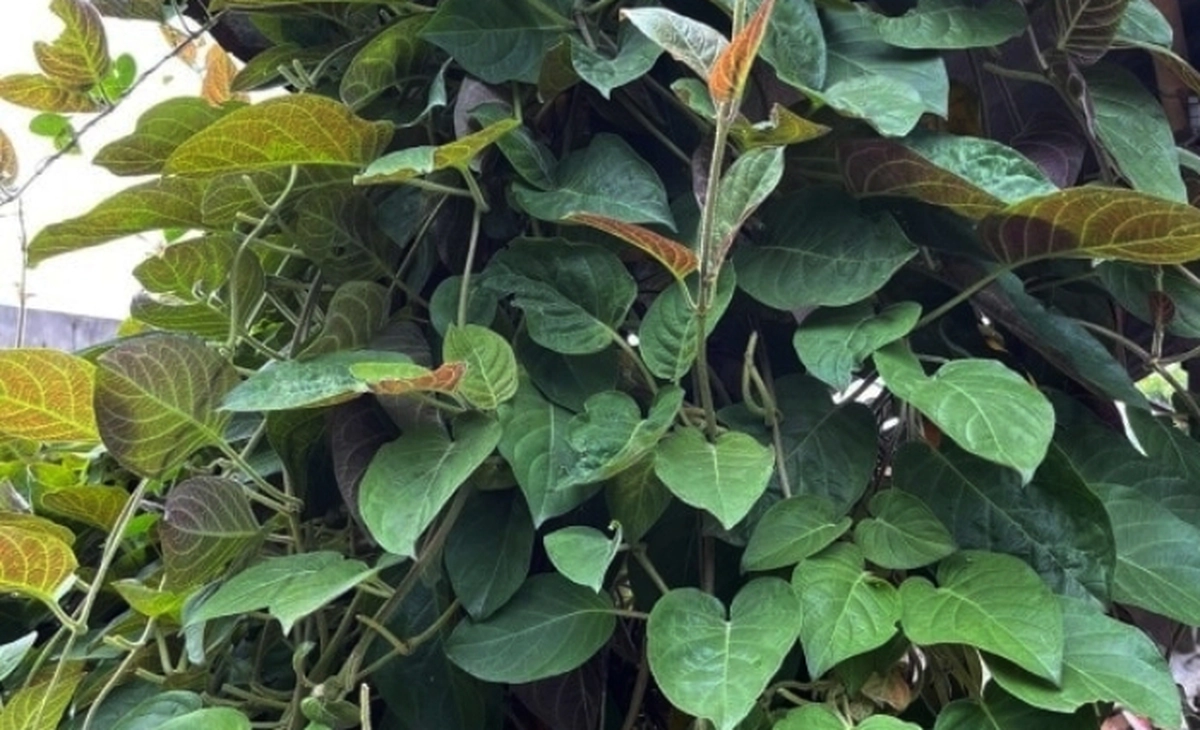 avatar1773976754657 17739767549811874802850