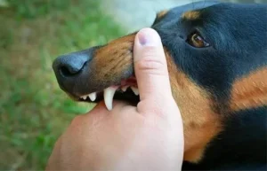 avatar1774063301699 17740633020501315207666.webp