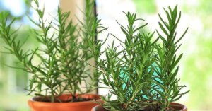 avatar1774251919288 1774251919613273580621 0 0 314 600 crop 1774252017184783519746