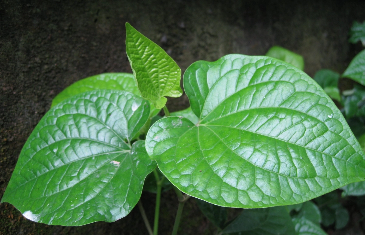 avatar1774426300936 17744263044111371304338