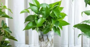 avatar1774515183578 1774515184448238191955