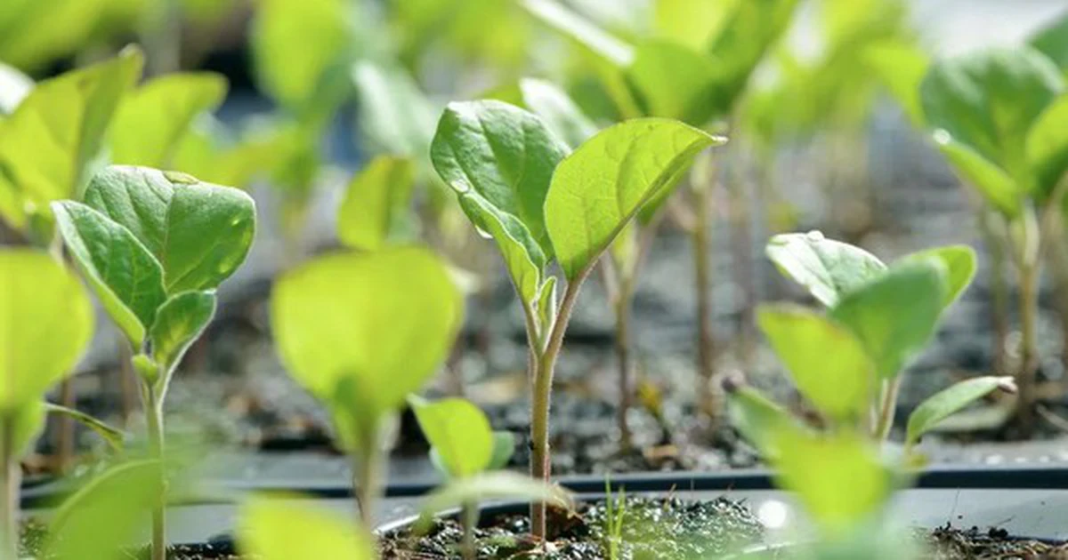 avatar1774598353838 1774598354550903117989