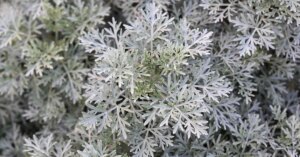 avatar1774706797802 17747068003251554607569 113 0 898 1500 crop 1774706939604721361956