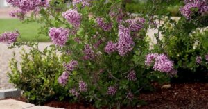 avatar1775017511388 177501751224116259409 333 0 936 1151 crop 17750176844461901895091