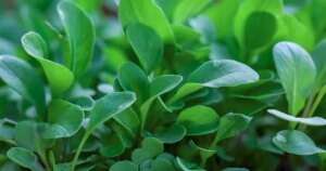 avatar1775034570896 17750345714121434935710