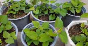 avatar1775191104804 1775191105154622238797 0 0 314 600 crop 1775191157165498679115