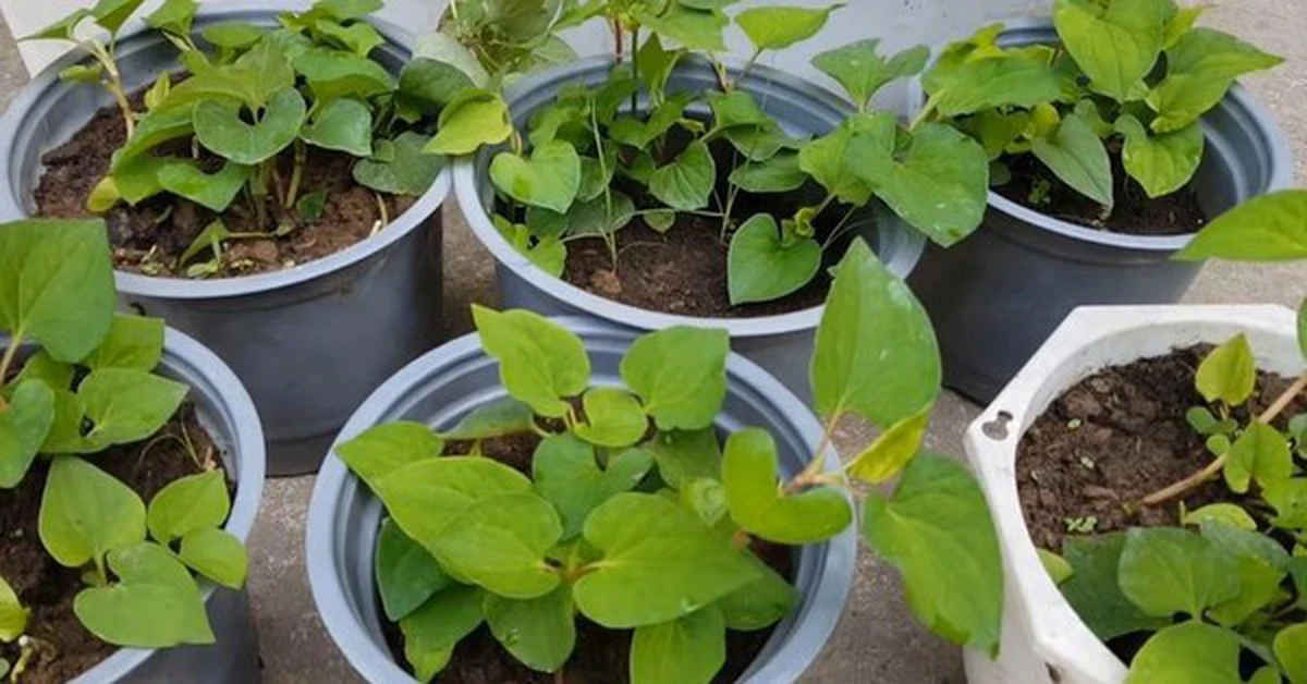 avatar1775191104804 1775191105154622238797 0 0 314 600 crop 1775191157165498679115