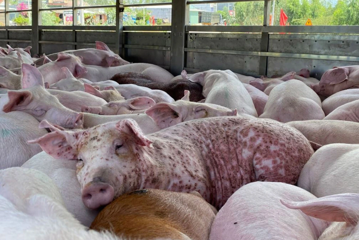 avatar1775266670305 17752666706581779796093