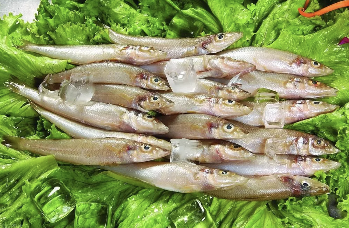 avatar1775267073309 177526707355976908267