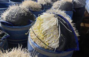 avatar1775357345101 1775357346214704471566