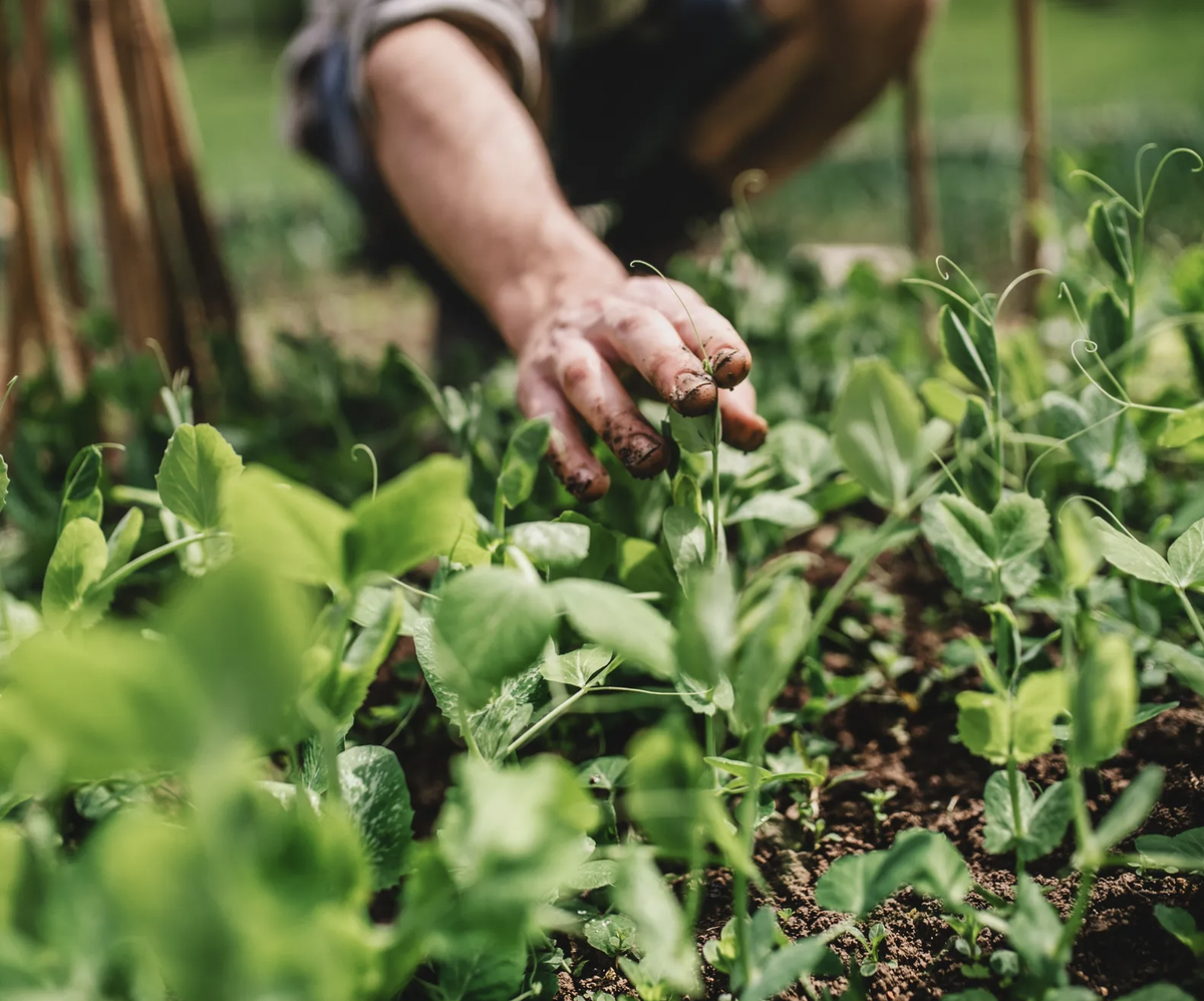 avatar1775366467230 17753664679451609090452