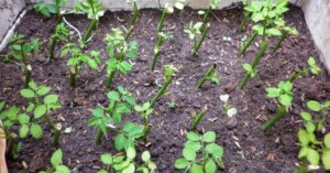 avatar1775450479126 1775450479590262519322 146 0 682 1024 crop 17754505830202001492483