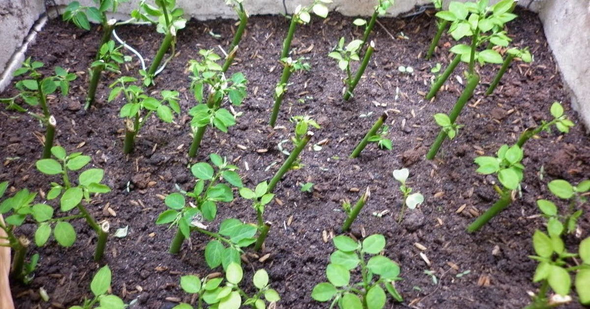 avatar1775450479126 1775450479590262519322 146 0 682 1024 crop 17754505830202001492483