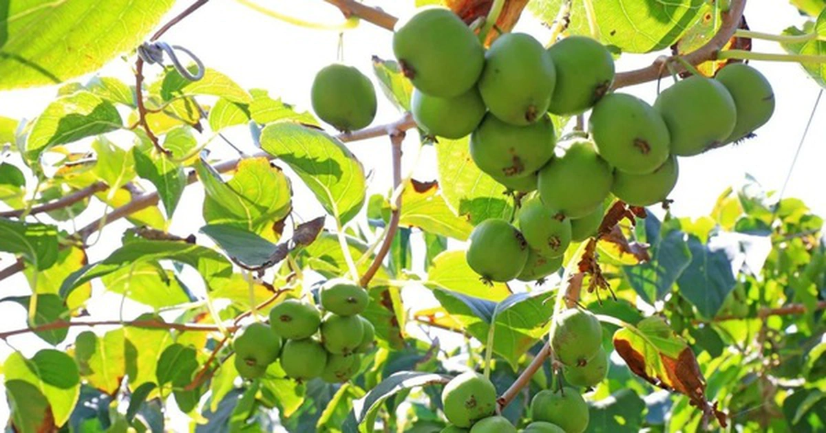 avatar1775450991821 1775450992219555651923