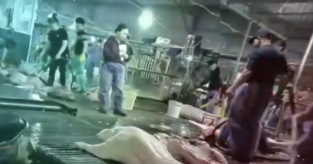 avatar1775467776814 17754677772061883501900