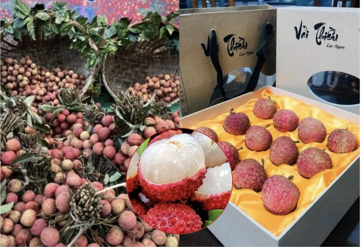 avatar1775888209849 17758882102852038640665