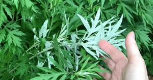 avatar1776154984248 1776154984762313123543 0 0 314 600 crop 1776155024149604367700