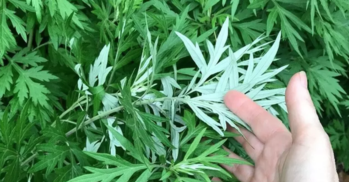 avatar1776154984248 1776154984762313123543 0 0 314 600 crop 1776155024149604367700