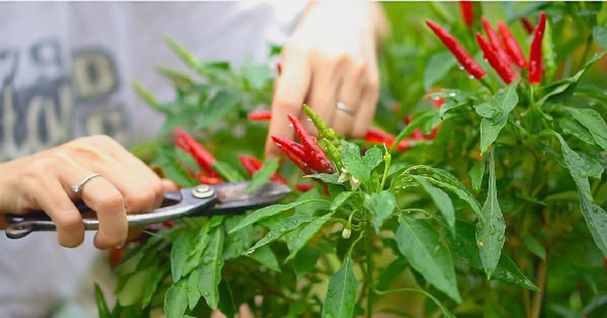 avatar1776244449119 1776244449498889890089 0 0 314 600 crop 1776244487746662403660