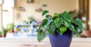 avatar1776332639632 17763326400331948975526 0 0 838 1600 crop 1776332697482526840720