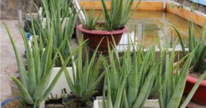 avatar1776760469366 17767604699431482124642