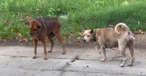 avatar1776857841488 177685784195123190247