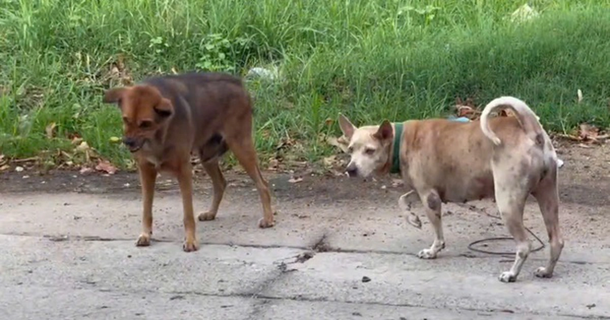 avatar1776857841488 177685784195123190247