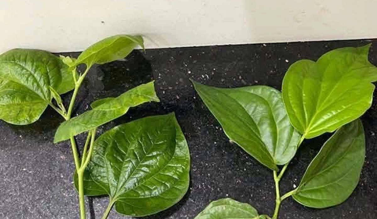 avatar1776922578516 1776922578755609149812