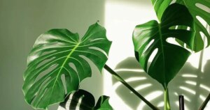 avatar1776927261202 17769272616881645356761