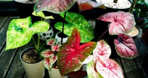 avatar1777106489120 17771064895621364227247