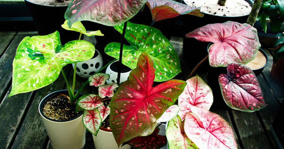 avatar1777106489120 17771064895621364227247