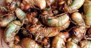 avatar1777196670838 17771966713862059462268