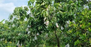 avatar1777205494537 1777205495492952423178 0 0 1003 1915 crop 1777205606791705473665